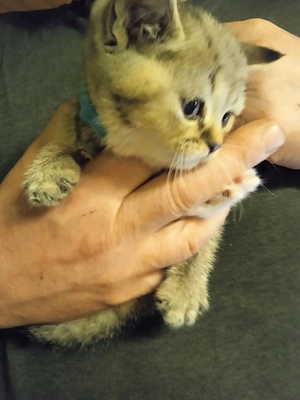 Wunderschöne reinrassige BKH Kitten suchen ein liebevolles Zuhause
