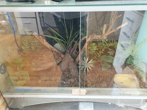 0.1 theraphosa blodi