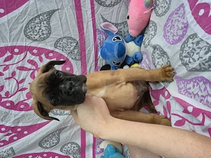 Deutsche Boxerwelpen mit FCI-Papieren