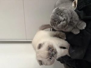 Kitten BKH liebevoll suchen ein Zuhause 