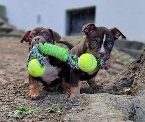 Wunderschöne American Bully Welpen zu Verkaufen!!