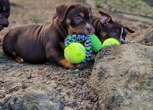 Wunderschöne American Bully Welpen zu Verkaufen!! Bild 2