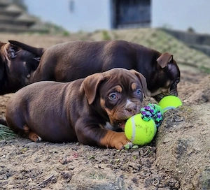 Wunderschöne American Bully Welpen zu Verkaufen!! Bild 3