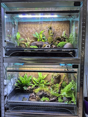 2 Terrariums mit Regal und Vampirkrabben