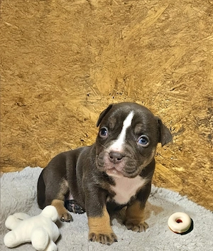 Wunderschöne American Bully Welpen zu Verkaufen!! Bild 8