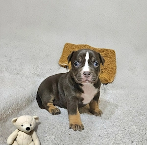 Wunderschöne American Bully Welpen zu Verkaufen!! Bild 7