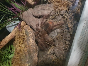 0.1 theraphosa blodi