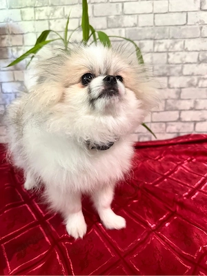 Süßer Pomeranian Rüde (Zwergspitz) zu verkaufen