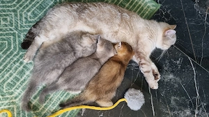 Britisch kurzhaare Kitten 