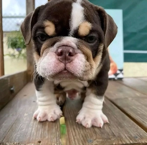 entzückende englische Bulldoggenwelpen zu verkaufen Bild 2