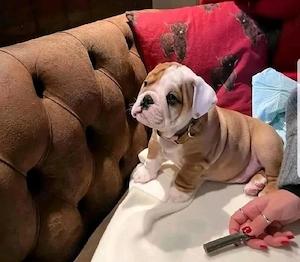 entzückende englische Bulldoggenwelpen zu verkaufen Bild 4