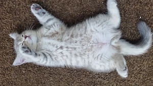 Britisch kurzhaare Kitten  Bild 7
