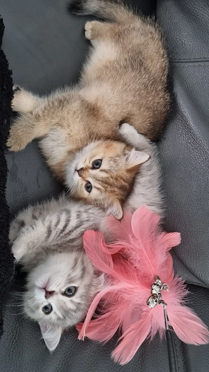 Britisch kurzhaare Kitten  Bild 4