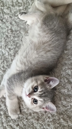 Britisch kurzhaare Kitten  Bild 6