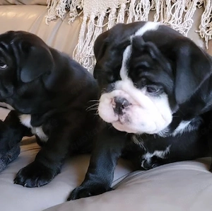 entzückende englische Bulldoggenwelpen zu verkaufen Bild 5