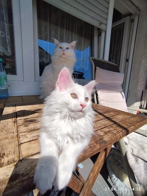 Maine Coon Kitten Kater