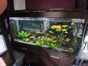 Barschbecken mit Besatz