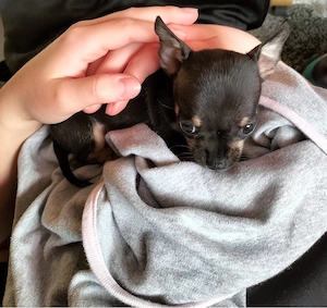 Mini Chihuahua 