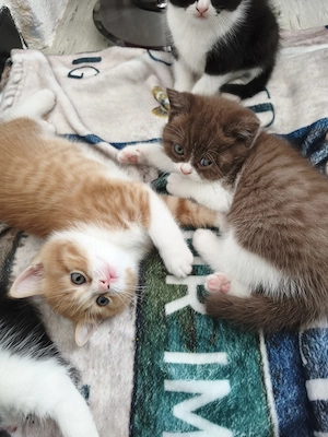   BKH Kätzchen  6 Wochen alt 