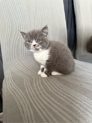 Katze beby zu verkaufen