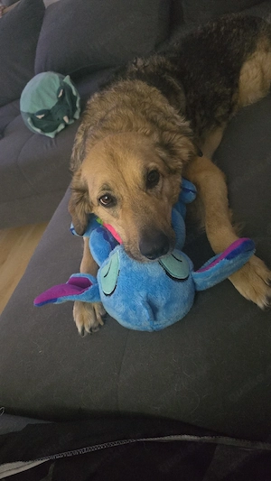 Liebevolle Hündin  Lissy  sucht ruhiges Zuhause   