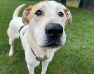 Sanfter Riese Galileo sucht ein Zuhause