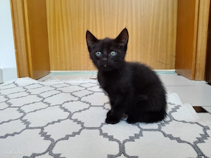 4 Katzen Babys schwarze und zwei getigerte