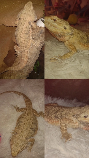 Hypo Trans Wunderschönes Bartagamen Mädchen Abzugeben, sie ist eine ganz liebe 2 Jahre alt