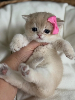 Süße BKH Kitten suchen Zuhause   sofort abgabebereit!