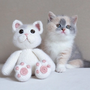 WhatsApp-Nummer:   Süße BKH Kitten suchen Zuhause   sofort abgabebereit!