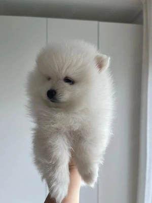Pomeranien 