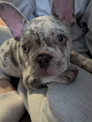 Französische Bulldogge Merle Rüde, 10 Wochen alt, abzugeben