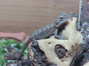 Süße Bartagame-Babys Pogona vitticeps Extreme Red High Red Linie, verschiedene Farben & Zeichnung