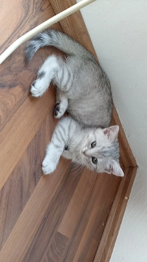 Katzenbabys 