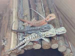 Süße Bartagame-Babys Pogona vitticeps Extreme Red High Red Linie, verschiedene Farben & Zeichnung