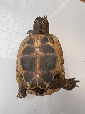 griechische Landschildkröte 2019 