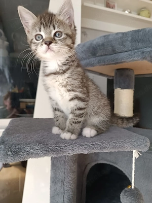Katzen Babys verkaufen 
