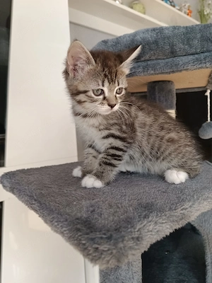 Katzen Babys verkaufen 