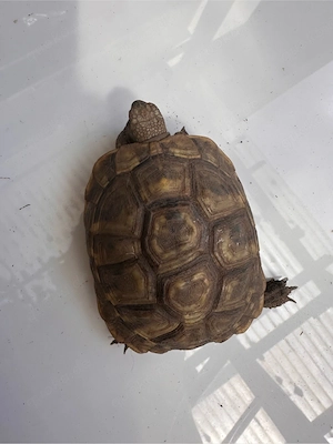 griechische Landschildkröten NZ 2023