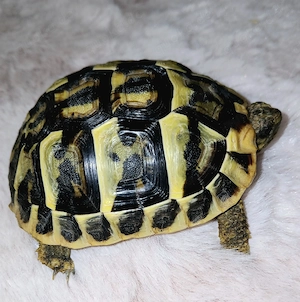 Griechische Landschildkröten Testudo hermanni hermanni 2025  2 stck