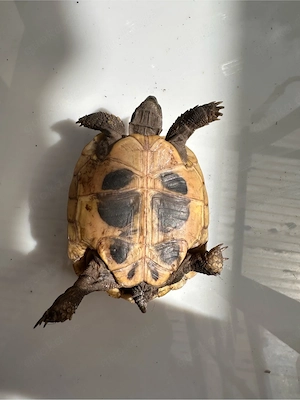 griechische Landschildkröten Nachzucht 2023