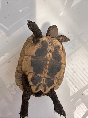 griechische Landschildkröten 2023