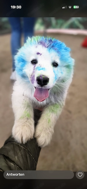 Samojedenwelpen Hundewelpen fast 3 Monate alt 