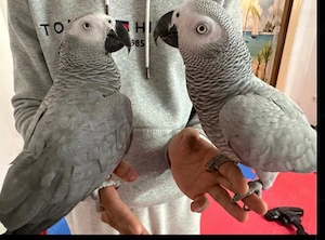 Graupapageien (paar)