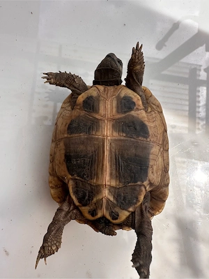 griechische Landschildkröten 2021