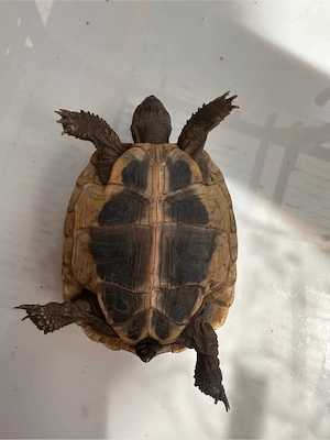 griechische Landschildkröten NZ 2021