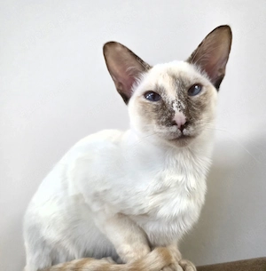 Orientalisch Kurzhaar Kitten
