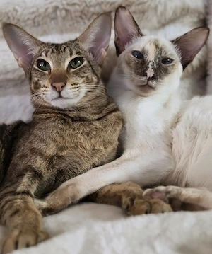 2 OKH Siam Katzen