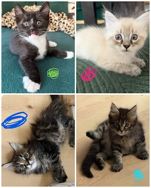 wunderschöne japanese maine coon mix kitten 