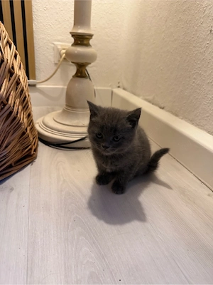 BKH Kitten suchen ein liebevolles Zuhause.